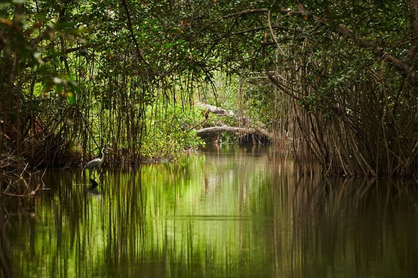 1 Day Sundarban Tour