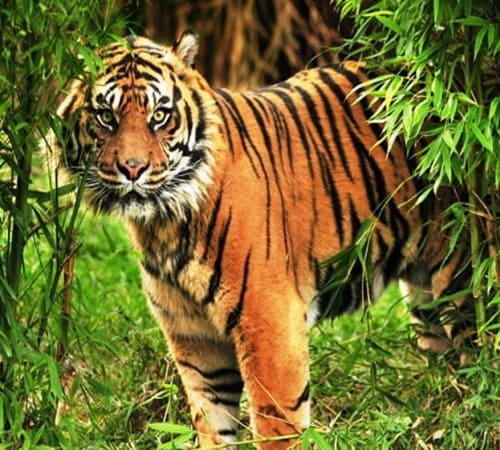 Sundarban Tour 1 Night 2 Days