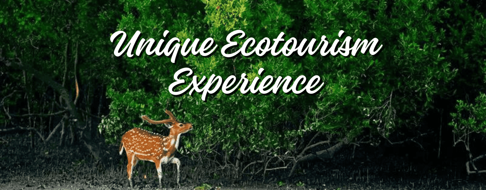 Mystifying Mangroves Eco Tourism