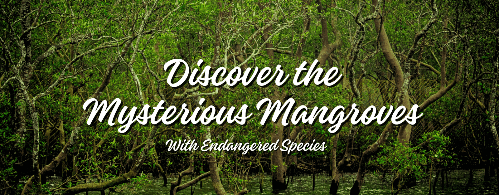 Mystifying Mangroves Eco Tourism