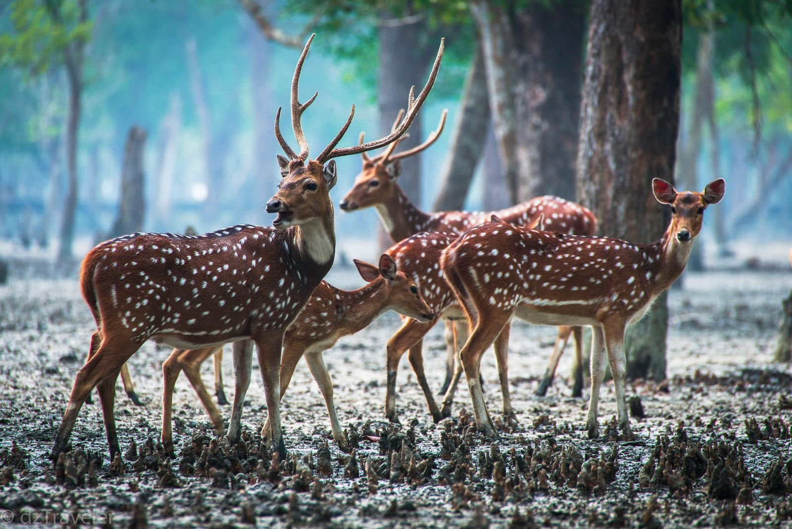 Standard Tour Sundarban 2N 3D