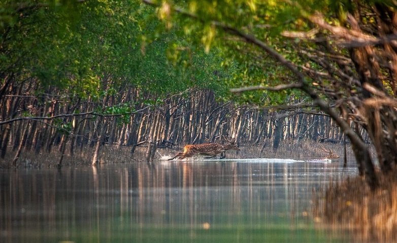 Standard Tour Sundarban 2N 3D